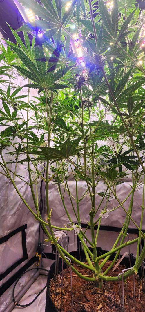 Deadhead OG Auto Grow. Week 8