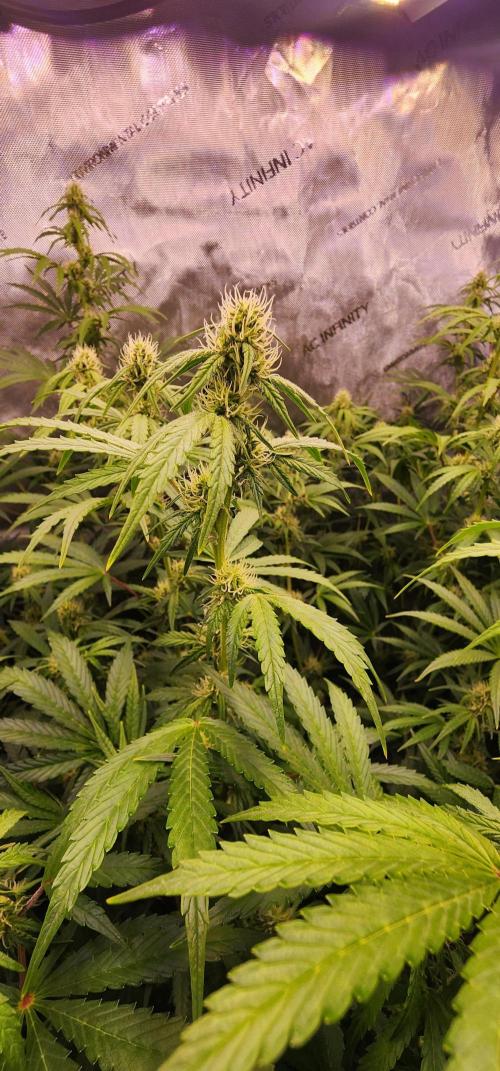 Deadhead OG Auto Grow. Week 8