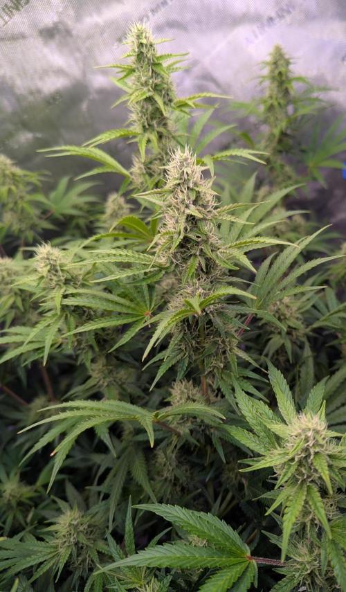 Deadhead OG Auto Grow. Week 10