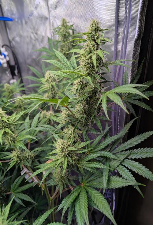 Deadhead OG Auto Grow. Week 10
