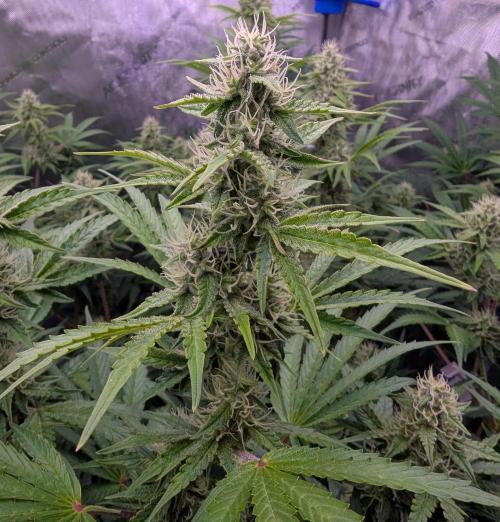 Deadhead OG Auto Grow. Week 10
