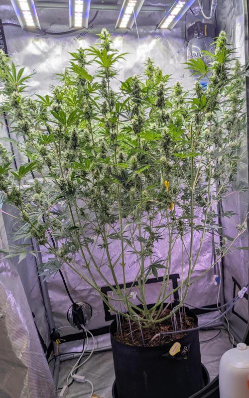 Deadhead OG Auto Grow. Week 10