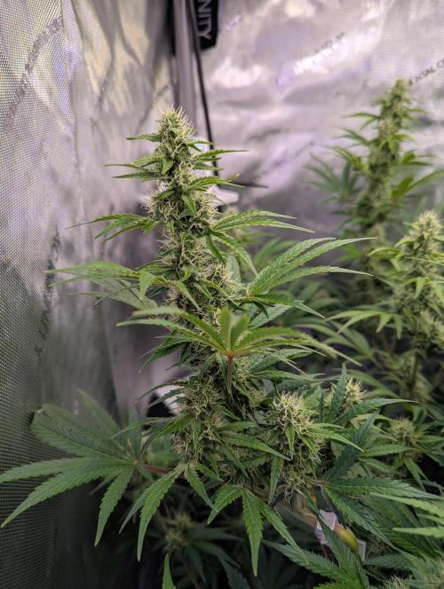 Deadhead OG Auto Grow. Week 10