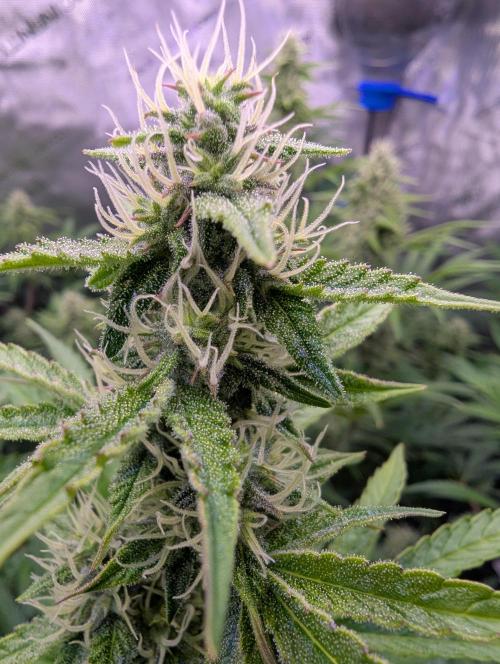 Deadhead OG Auto Grow. Week 10