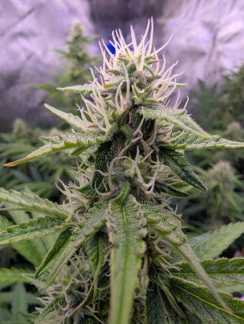 Deadhead OG Auto Grow. Week 10