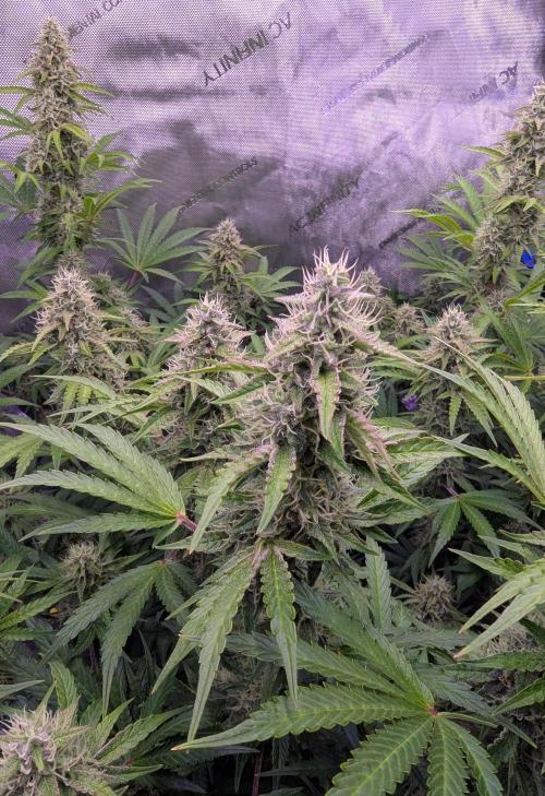 Deadhead OG Auto Grow. Week 11