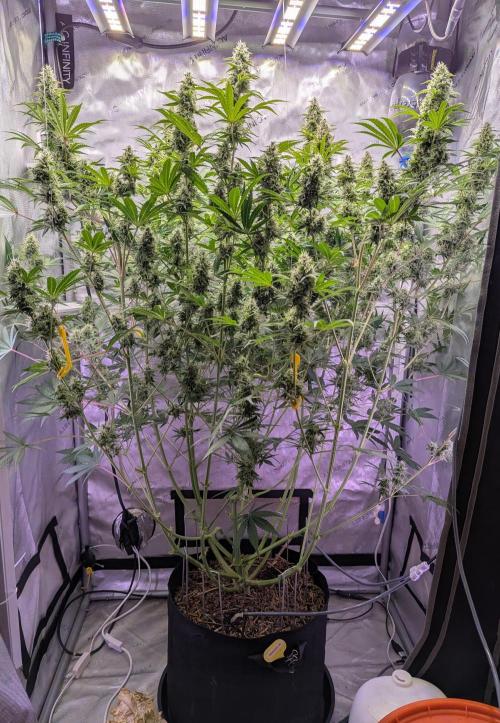 Deadhead OG Auto Grow. Week 11
