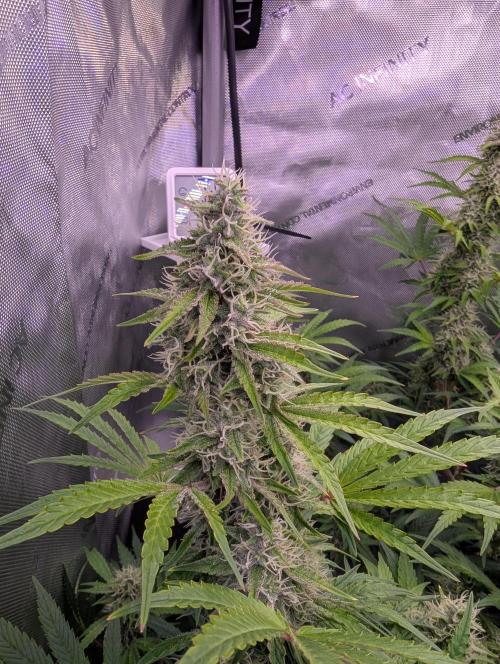 Deadhead OG Auto Grow. Week 11