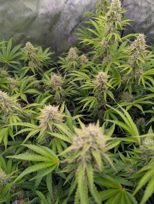 Deadhead OG Auto Grow. Week 11