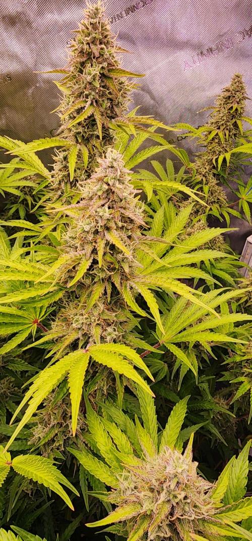 Deadhead OG Auto Grow. Week 12
