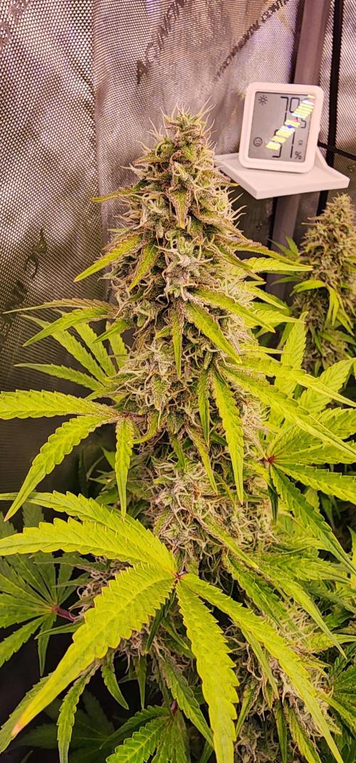 Deadhead OG Auto Grow. Week 12