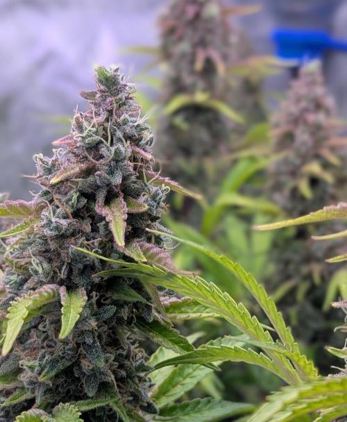 Deadhead OG Auto Grow. Week 14