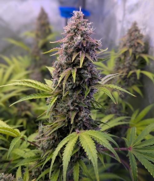 Deadhead OG Auto Grow. Week 14