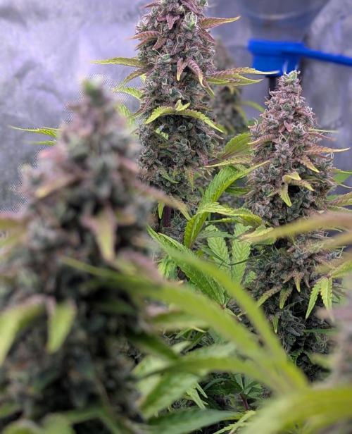 Deadhead OG Auto Grow. Week 14
