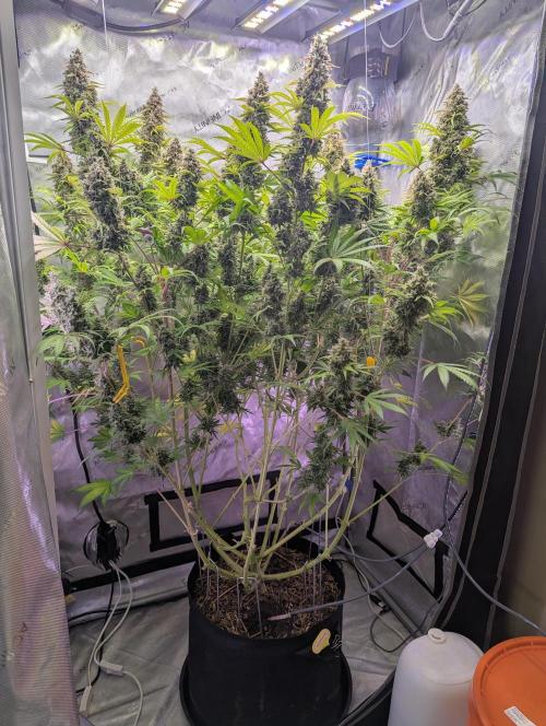 Deadhead OG Auto Grow. Week 14