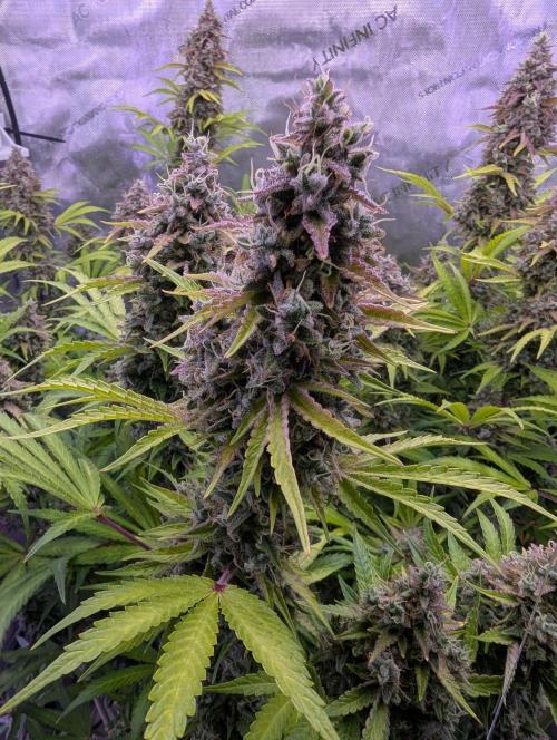 Deadhead OG Auto Grow. Week 14