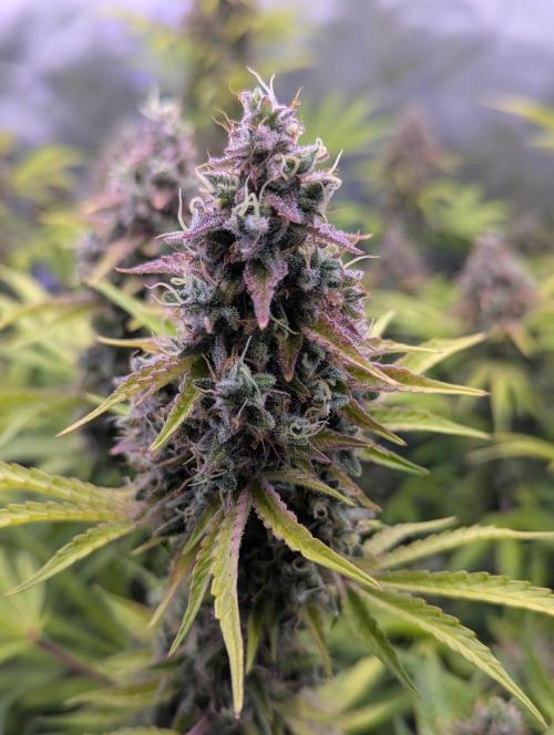 Deadhead OG Auto Grow. Week 14
