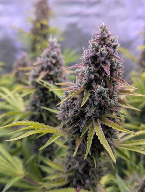 Deadhead OG Auto Grow. Week 14