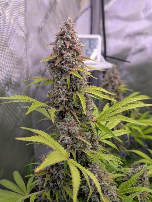 Deadhead OG Auto Grow. Week 14