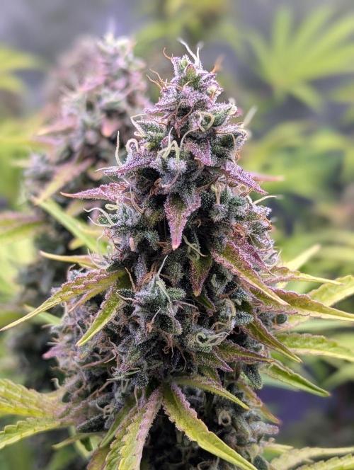 Deadhead OG Auto Grow. Week 14
