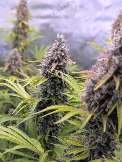 Deadhead OG Auto Grow. Week 14