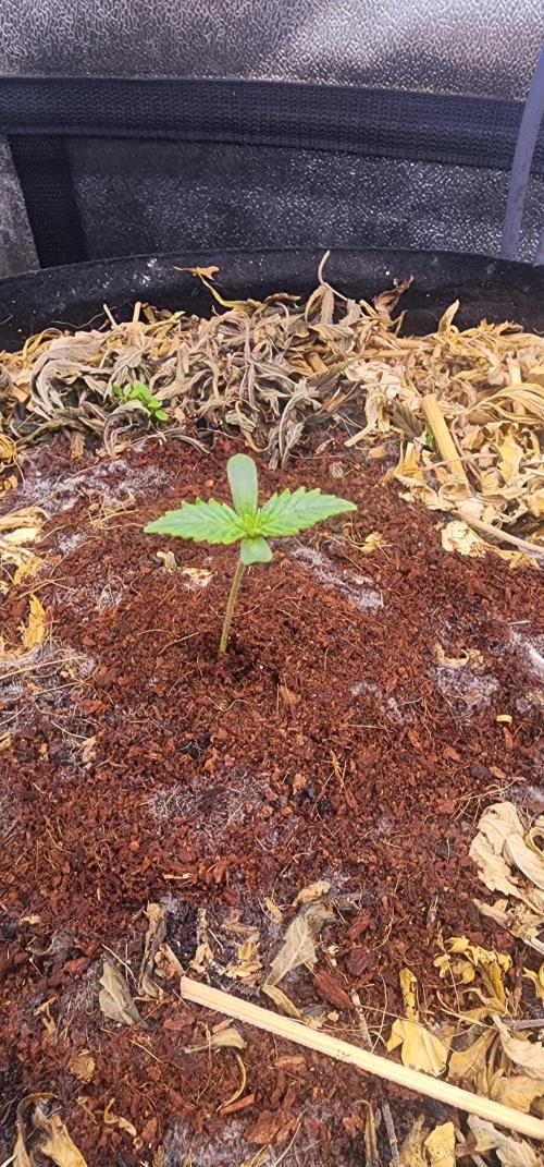 Autoflower Pastry Series - Jelly Donutz. Week 0 - 3 Days Old