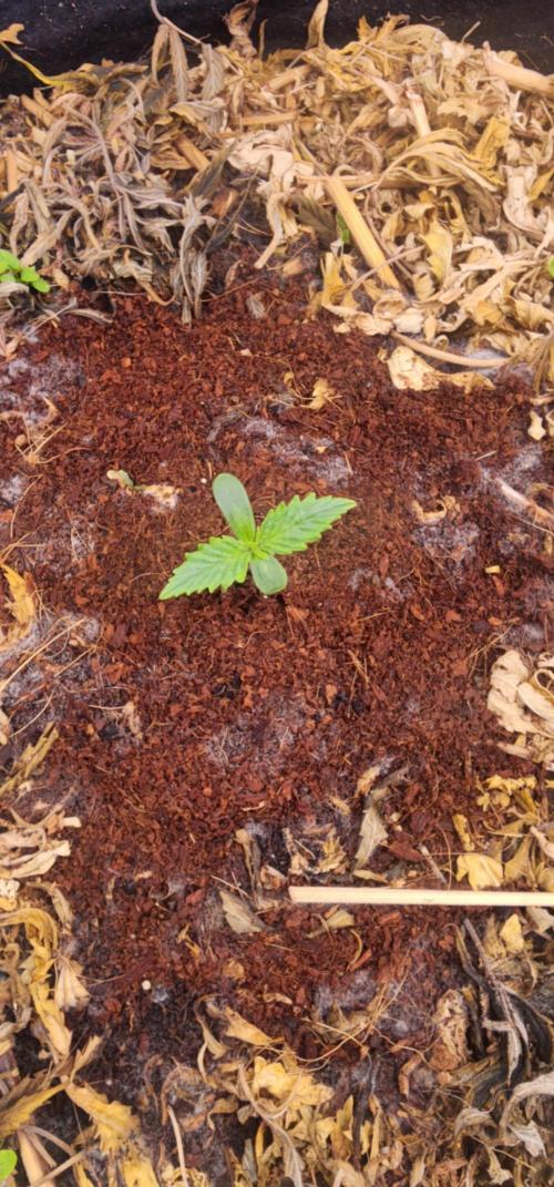 Autoflower Pastry Series - Jelly Donutz. Week 0 - 3 Days Old