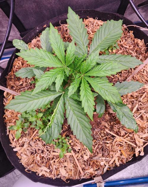 Autoflower Pastry Series - Jelly Donutz. Week 3