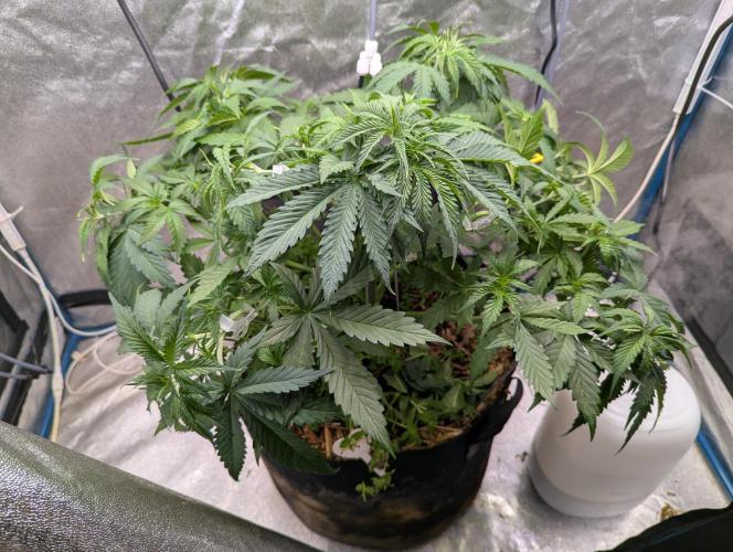 Autoflower Pastry Series - Jelly Donutz. Week 5