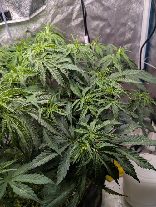 Autoflower Pastry Series - Jelly Donutz. Week 6