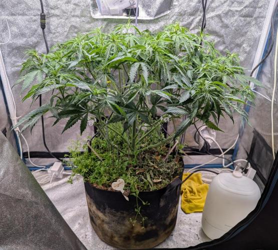 Autoflower Pastry Series - Jelly Donutz. Week 6