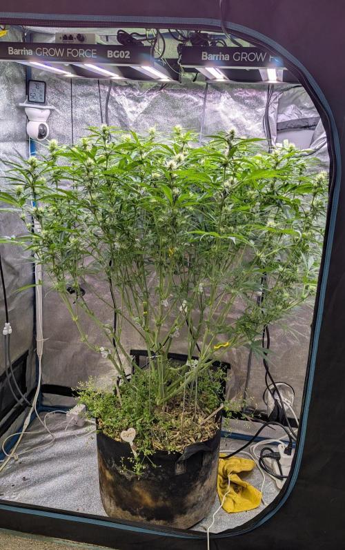Autoflower Pastry Series - Jelly Donutz. Week 8