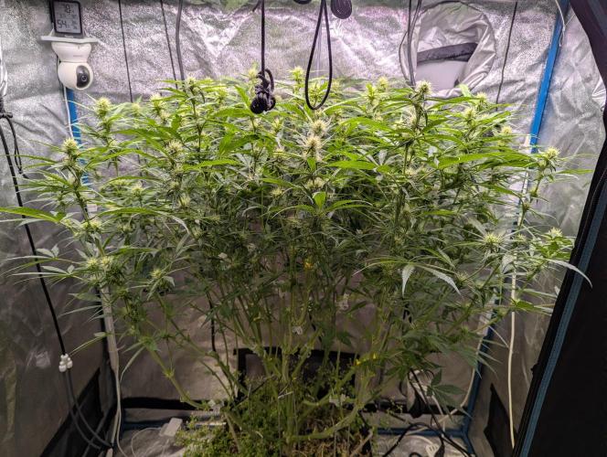 Autoflower Pastry Series - Jelly Donutz. Week 8