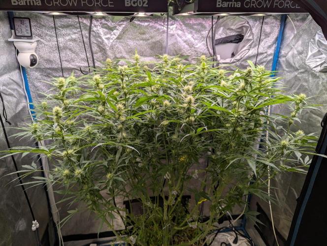 Autoflower Pastry Series - Jelly Donutz. Week 8