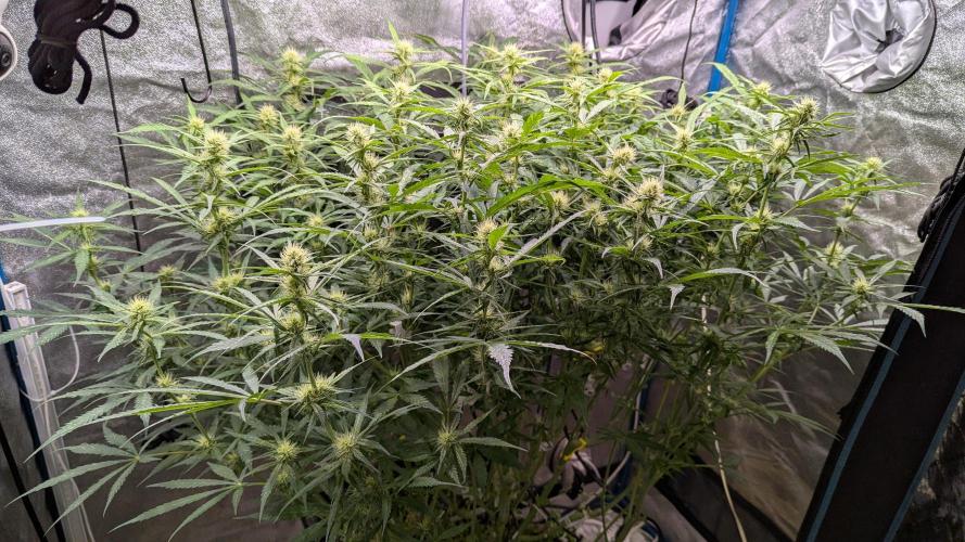 Autoflower Pastry Series - Jelly Donutz. Week 8