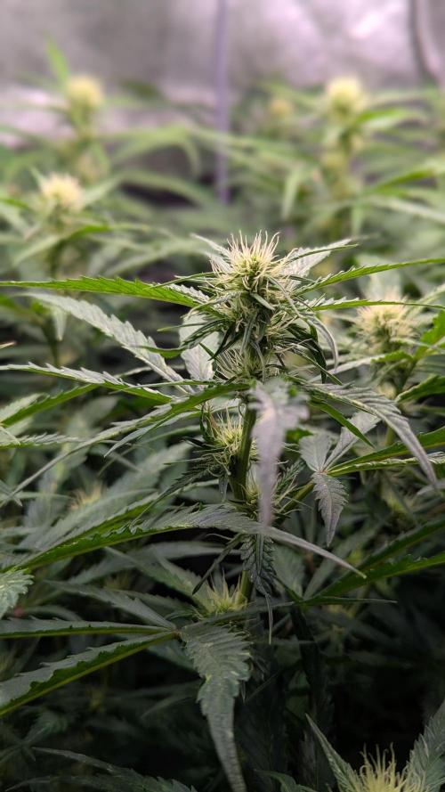 Autoflower Pastry Series - Jelly Donutz. Week 8