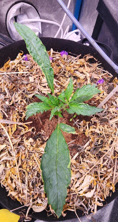 Autoflower Pastry Series - Apple Strudel. Week 2