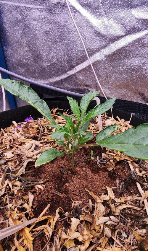 Autoflower Pastry Series - Apple Strudel. Week 2