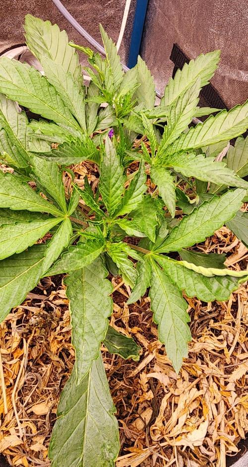 Autoflower Pastry Series - Apple Strudel. Week 3