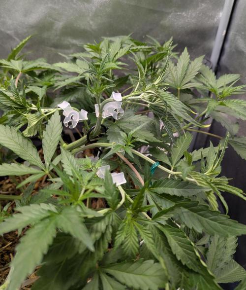 Autoflower Pastry Series - Apple Strudel. Week 5