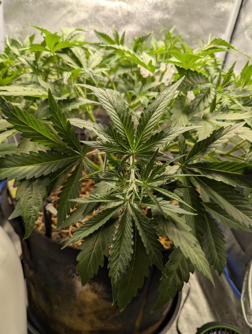 Autoflower Pastry Series - Apple Strudel. Week 5