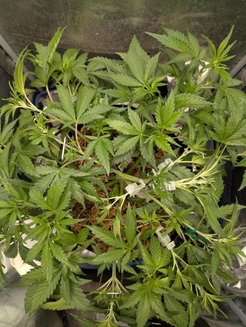Autoflower Pastry Series - Apple Strudel. Week 5