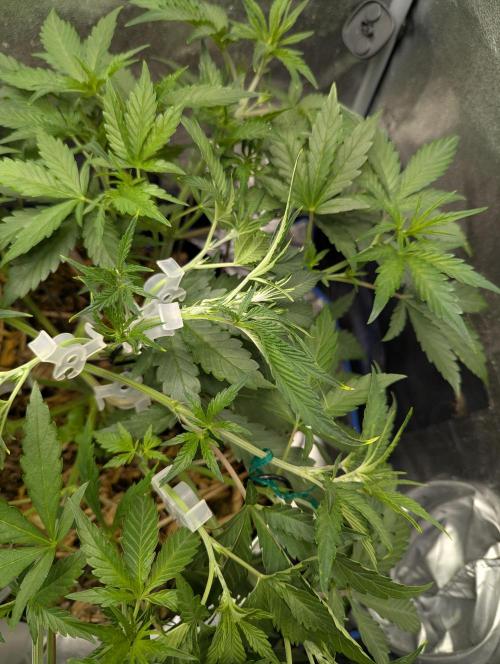 Autoflower Pastry Series - Apple Strudel. Week 5