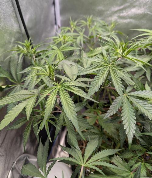 Autoflower Pastry Series - Apple Strudel. Week 6