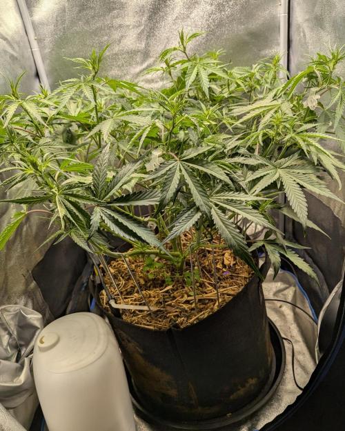 Autoflower Pastry Series - Apple Strudel. Week 6