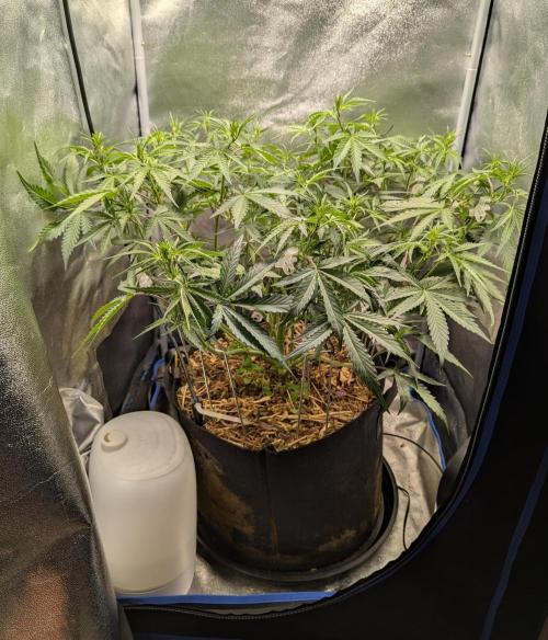 Autoflower Pastry Series - Apple Strudel. Week 6