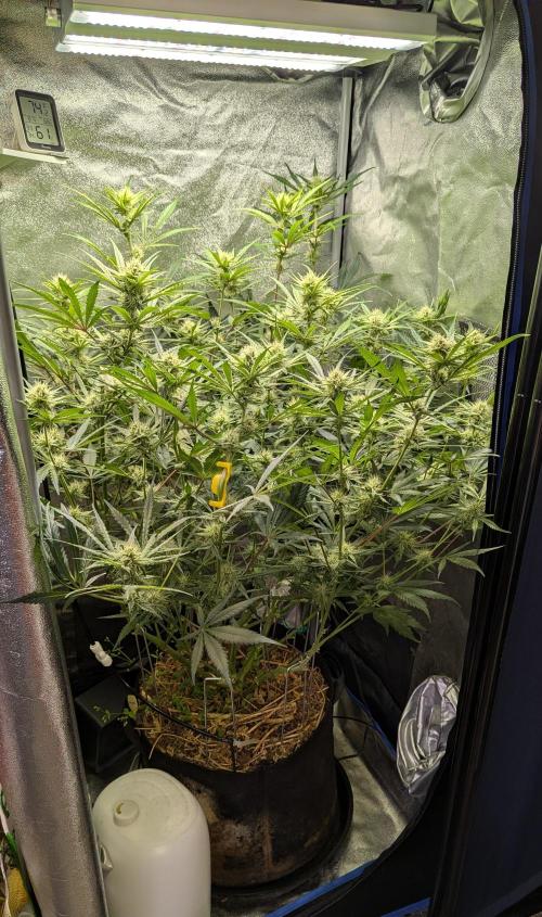 Autoflower Pastry Series - Apple Strudel. Week 8