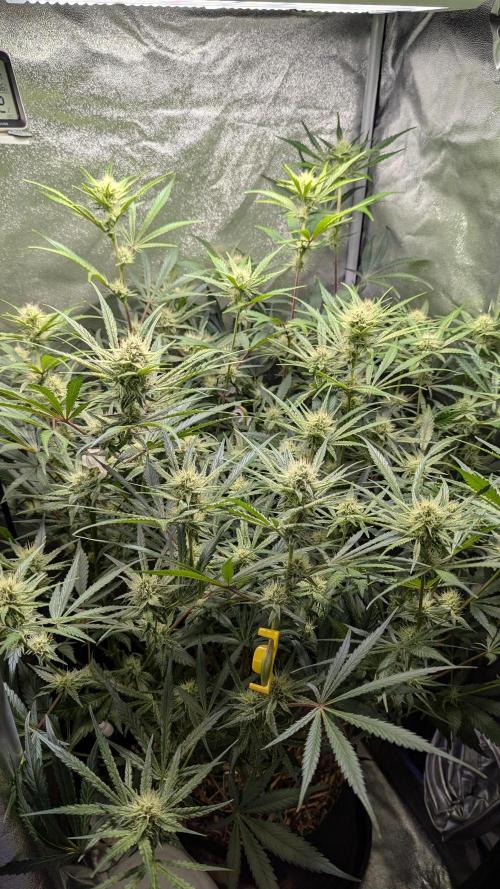 Autoflower Pastry Series - Apple Strudel. Week 8