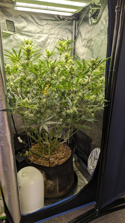 Autoflower Pastry Series - Apple Strudel. Week 8