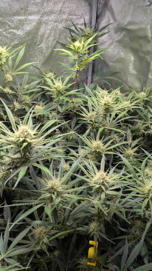 Autoflower Pastry Series - Apple Strudel. Week 8